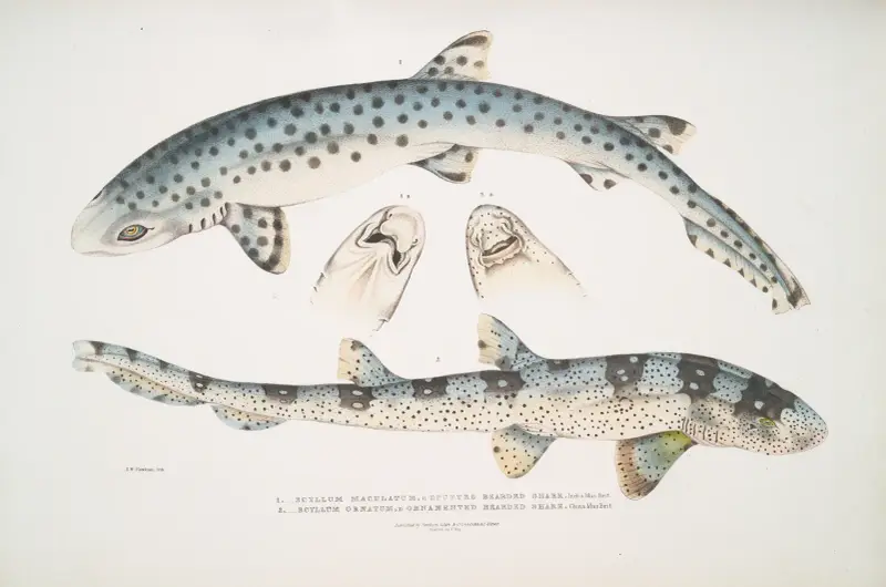 1. Spotted Bearded Shark, Scyllum maculatum. India, Mus. Brit.; 2. Ornamented Bearded Shark, Scyllum ornatum av John Edward Gray