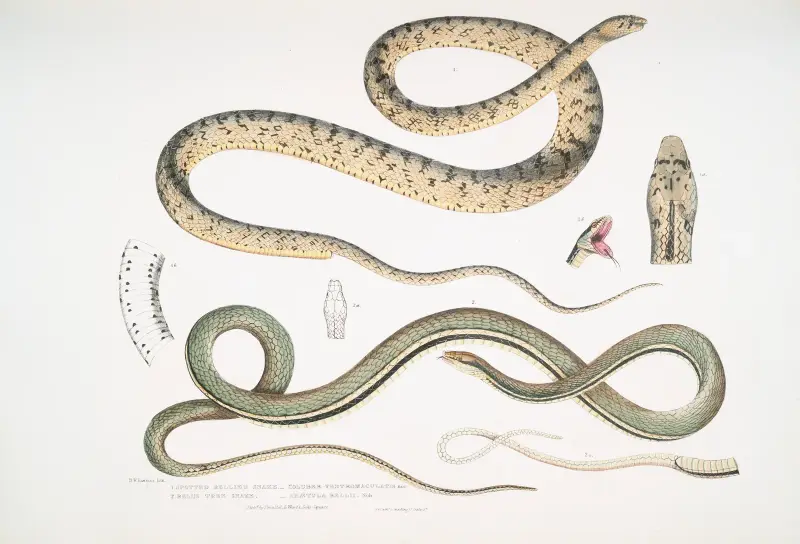 1. Spotted Bellied Snake, Coluber ventromaculatis; 2. Bell’s Tree Snake, Ahætula Bellii. av John Edward Gray