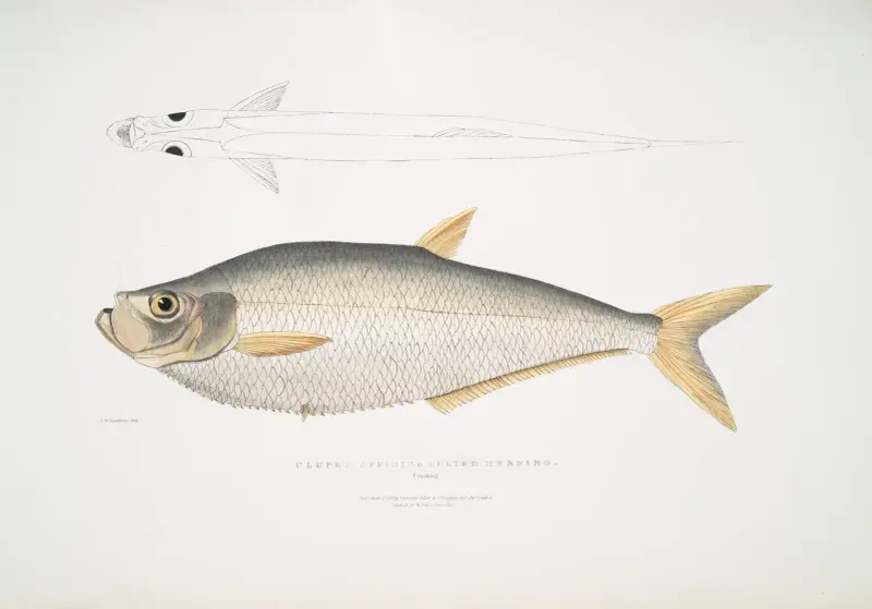 Allied Herring, Clupea affinis. Penang. av John Edward Gray