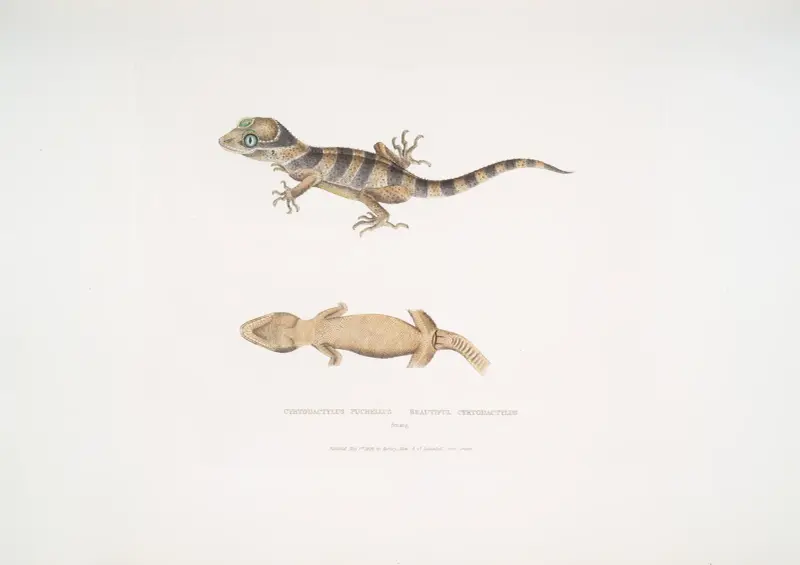 Beautiful Cyrtodactylus, Cyrtodactylus pulchellus. av John Edward Gray