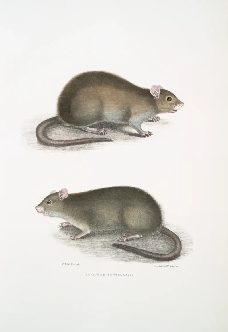 Bengal Field Rat, Arvicola Bengalensis. av John Edward Gray