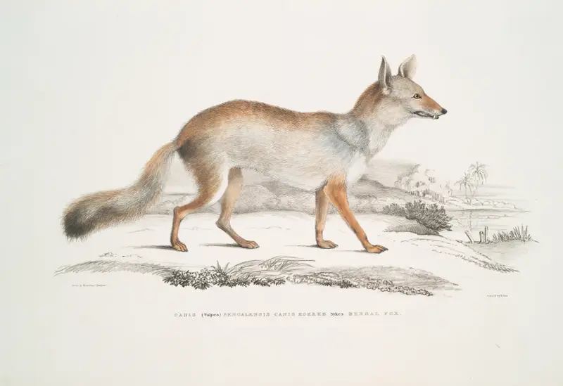 Bengal Fox, Canis (Vulpes) Bengalensis, Canis Kokree. av John Edward Gray