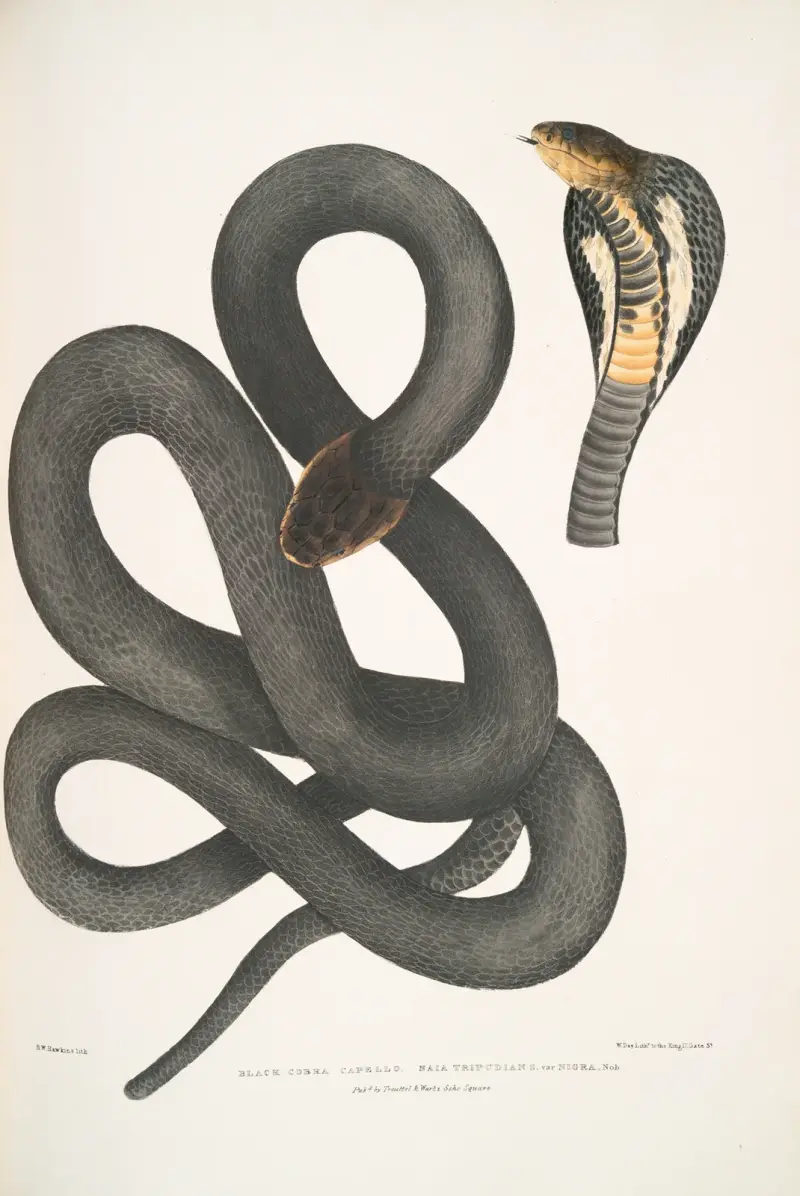 Black Cobra Capella, Naia tripudians, var. nigra. av John Edward Gray