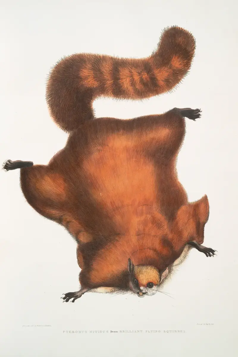 Praktflygekorre, Pteromys nitidus, John Edward Gray
