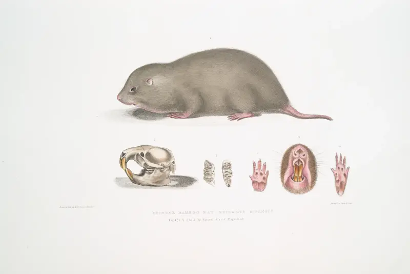Chinese Bamboo Rat, Rhizomys Sinensis av John Edward Gray