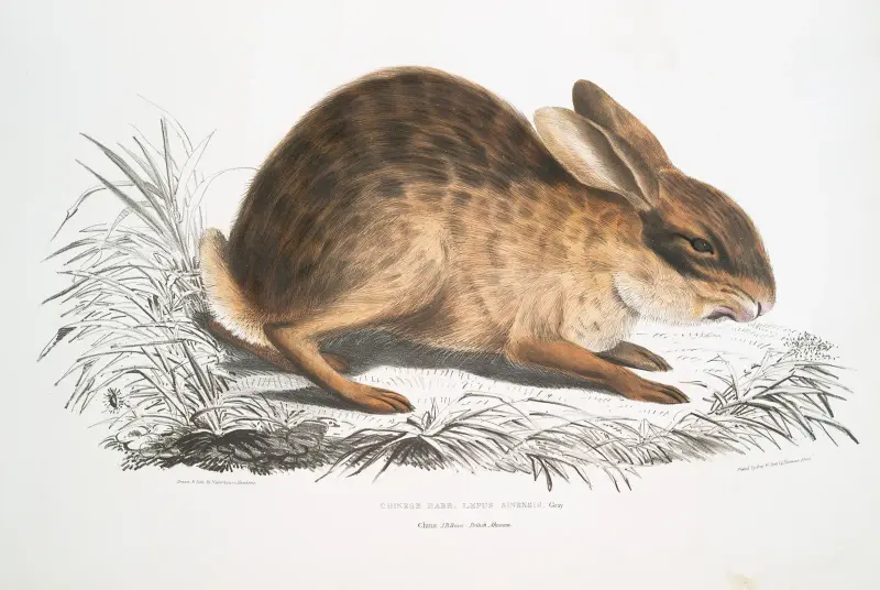 Čínský zajíc, Lepus sinensis, John Edward Gray