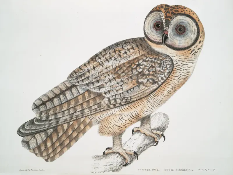 Čínská sova, Strix Sinensis, John Edward Gray
