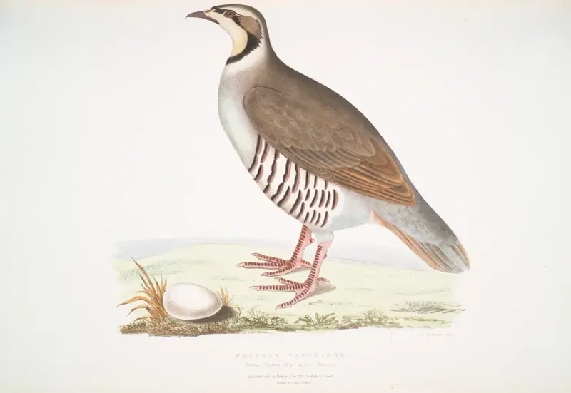 Chuckar Partridge, Perdix chukar. India. Natural size. av John Edward Gray