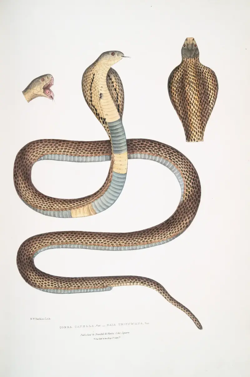 Cobra Capella,, var. , Naia tripudians, var. av John Edward Gray