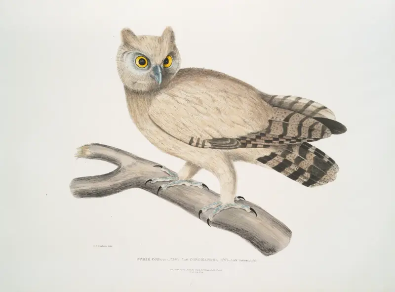 Koromandelkauz, Strix Coromandra von John Edward Gray