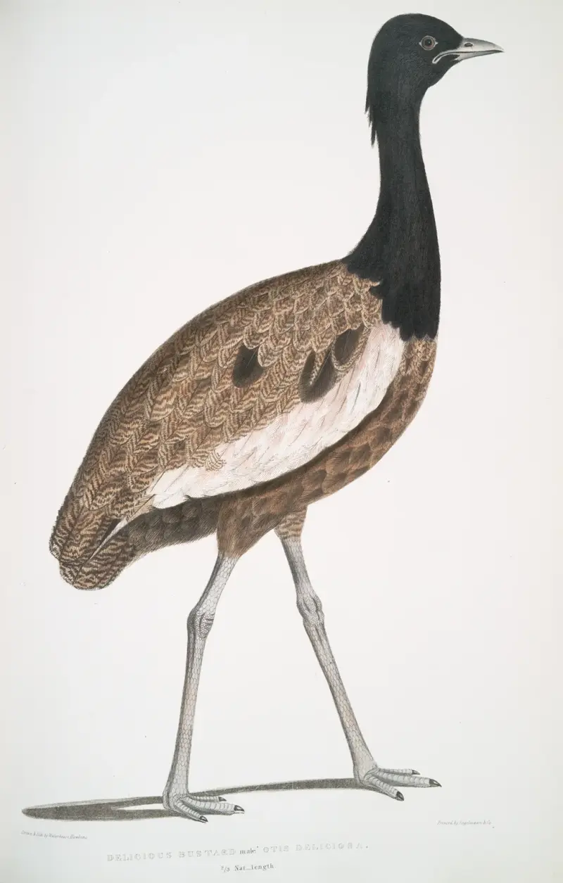 Delicious Bustard, Otis deliciosa. Male. av John Edward Gray