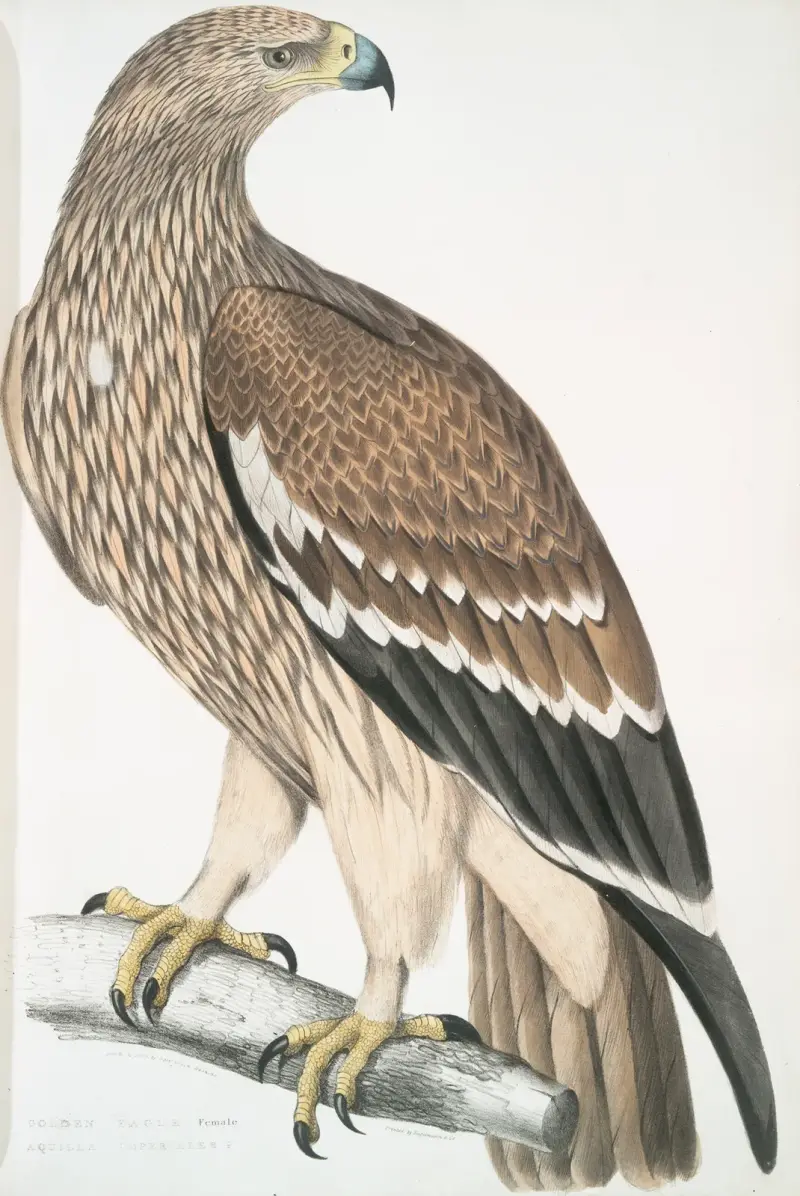 Golden Eagle, Aquilla imperialis. Female. av John Edward Gray