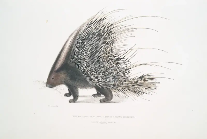 Indian Crested Porcupine, Histrix cristata. av John Edward Gray