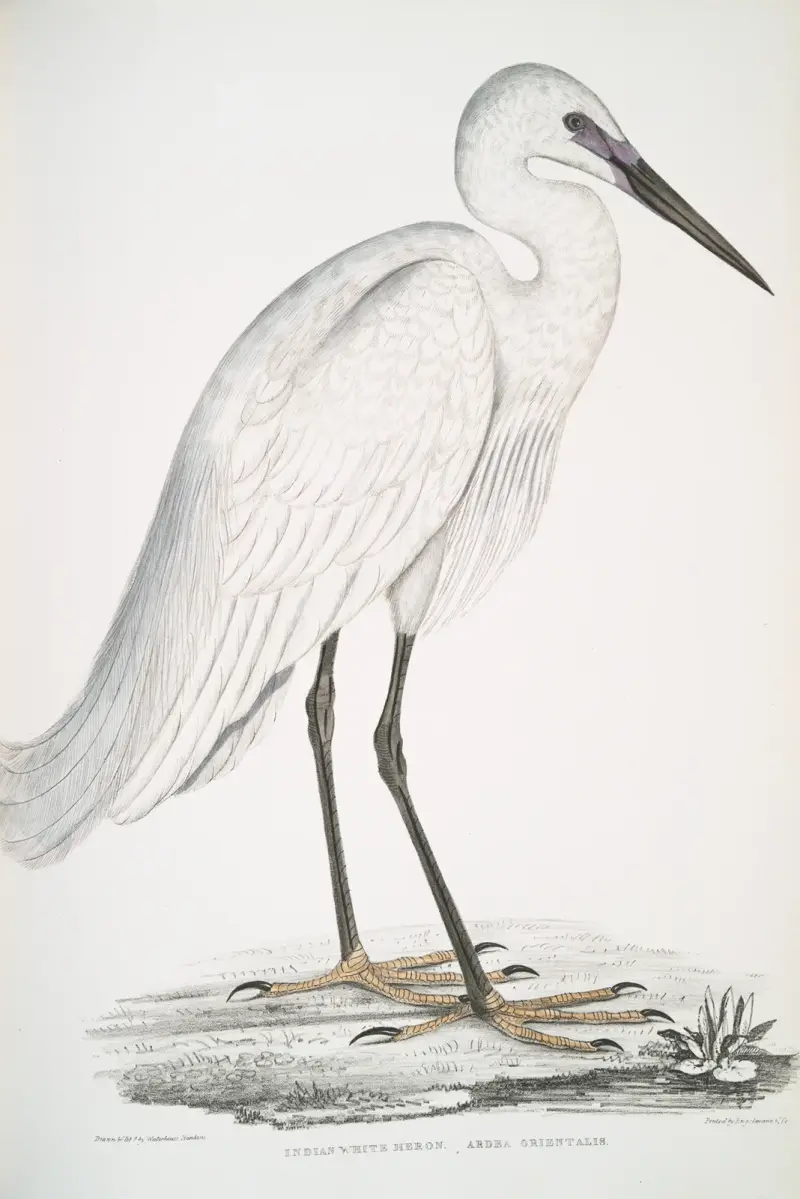 Indian white Heron, Ardea orientalis. av John Edward Gray