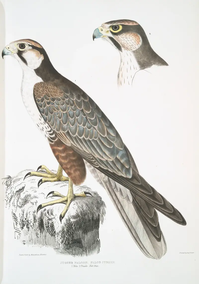 Jagdfalk, Falco Jugger. 1. Männchen, 2. Weibchen. Natürliche Größe. von John Edward Gray