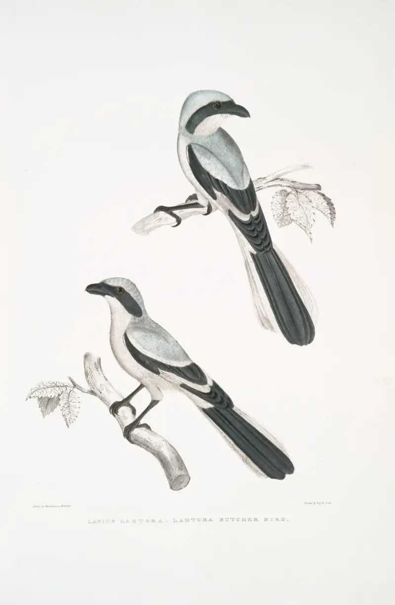 Lahtora Butcher Bird, Lanius Lahtora. av John Edward Gray