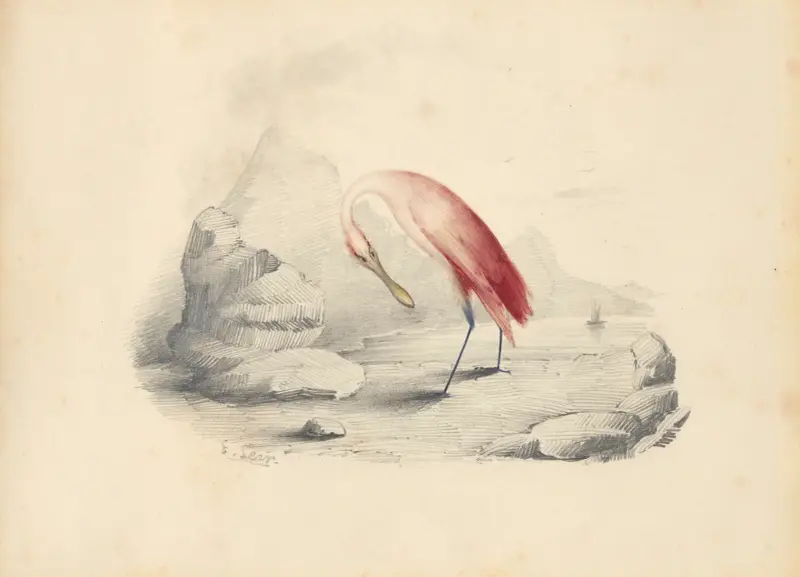 Ein Flamingo von Edward Lear