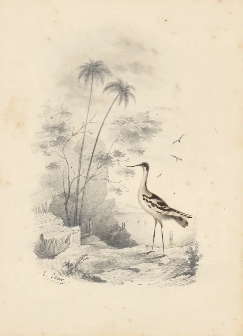Ein Säbelschnäbler von Edward Lear