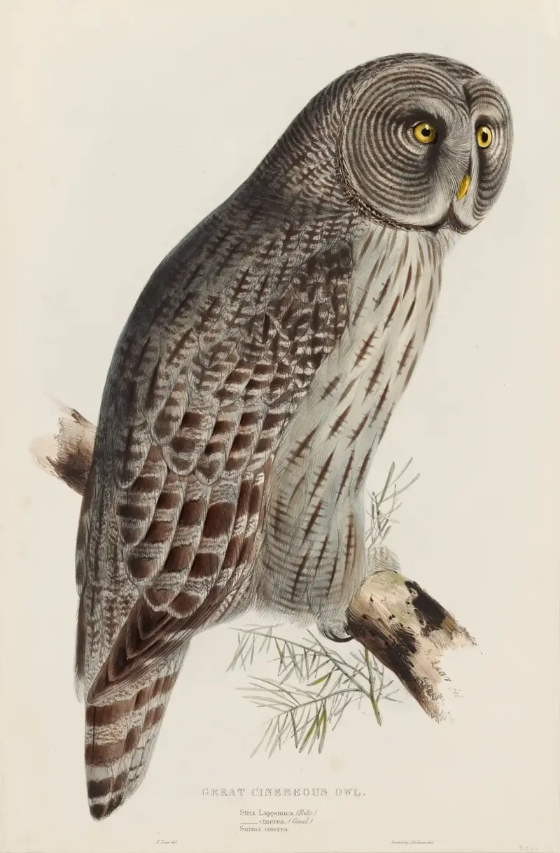 Stor grå uggla av Edward Lear
