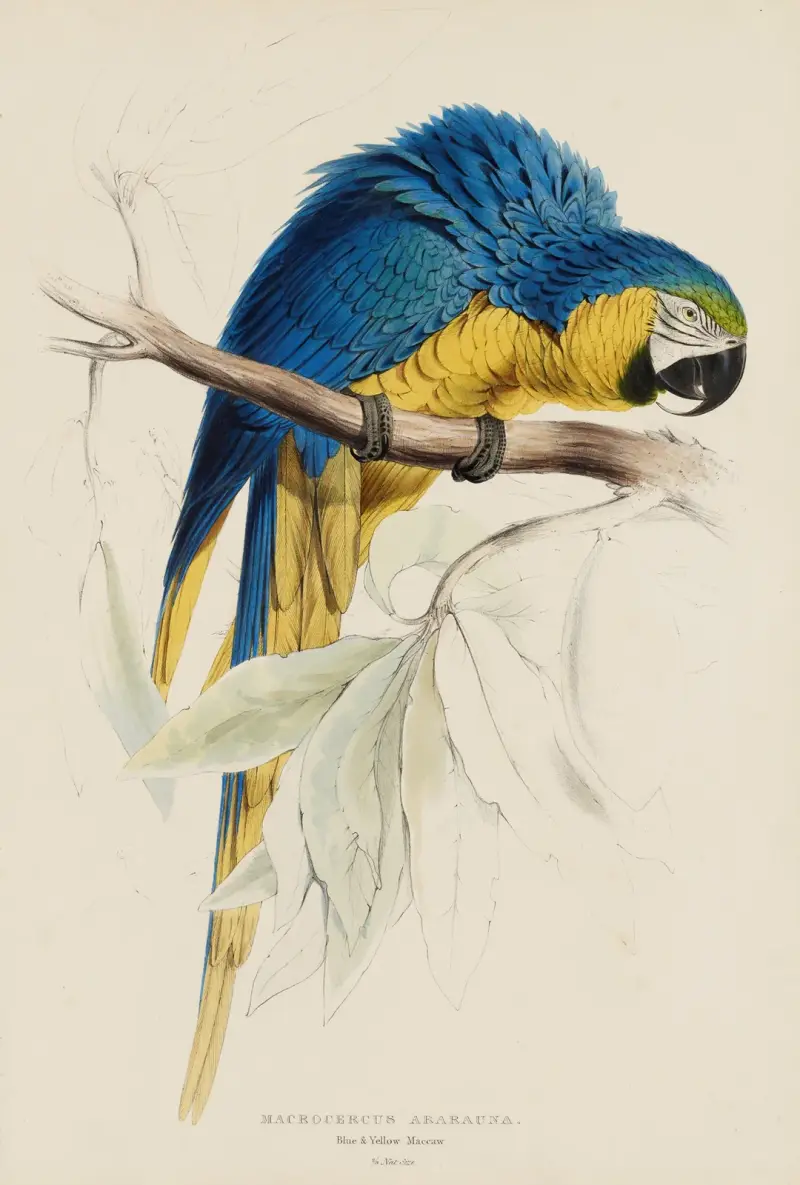 Macrocercus Ararauna. Blau- und Gelbara von Edward Lear