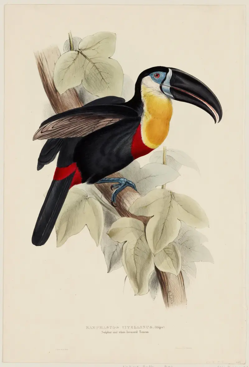 Ramphastos Vitellinus (Illiger) von Edward Lear