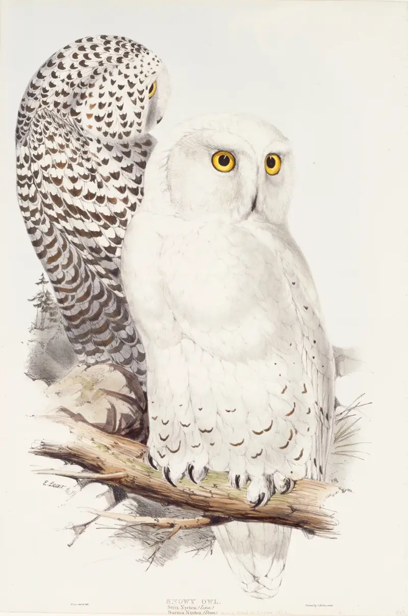 Schnee-Eule von Edward Lear
