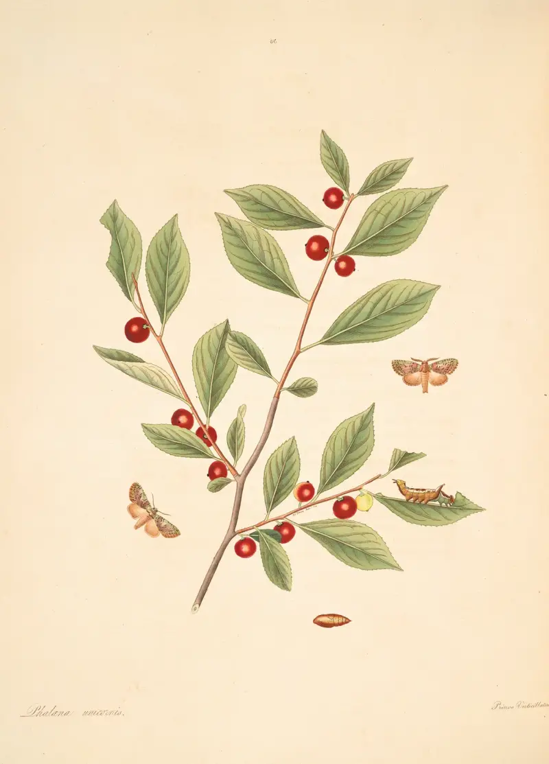 The natural history of the rarer lepidopterous insects of Georgia Pl.086 av James Edward Smith