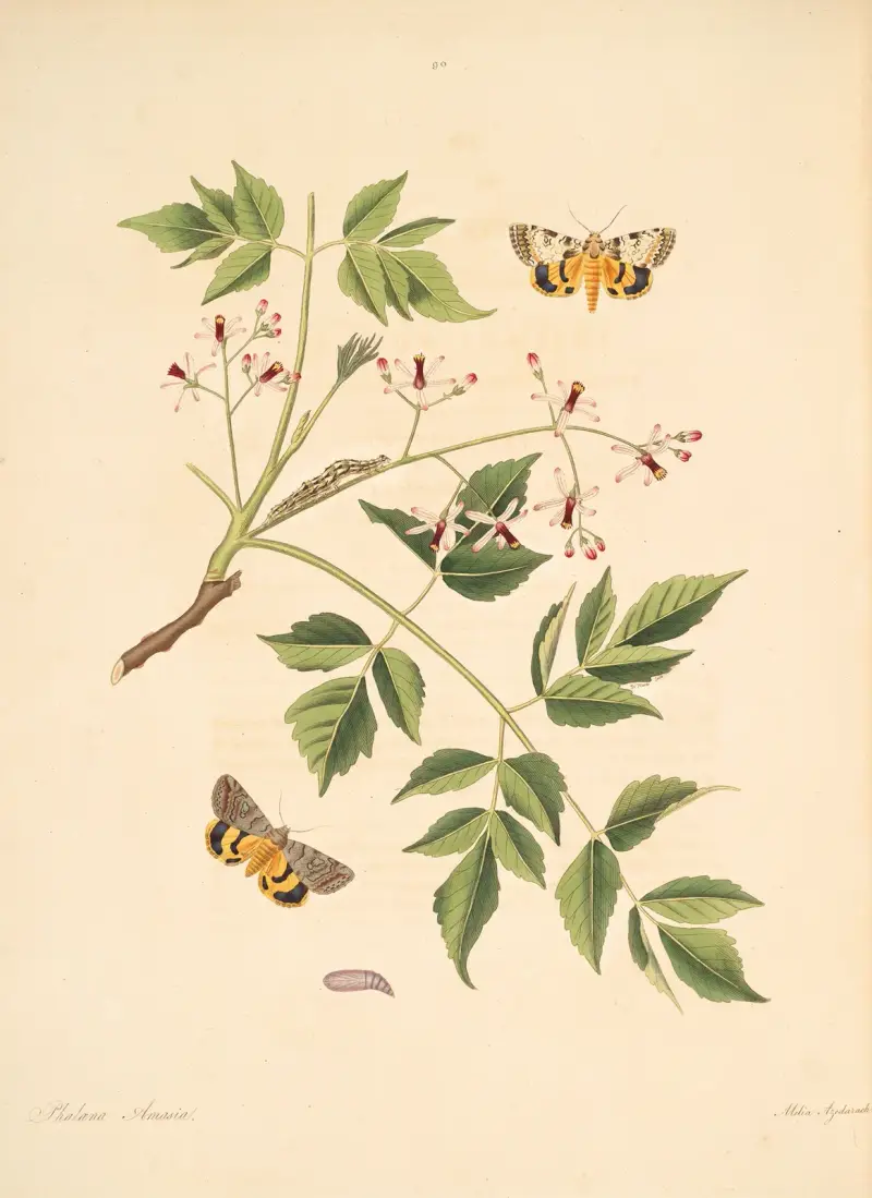 The natural history of the rarer lepidopterous insects of Georgia Pl.090 av James Edward Smith