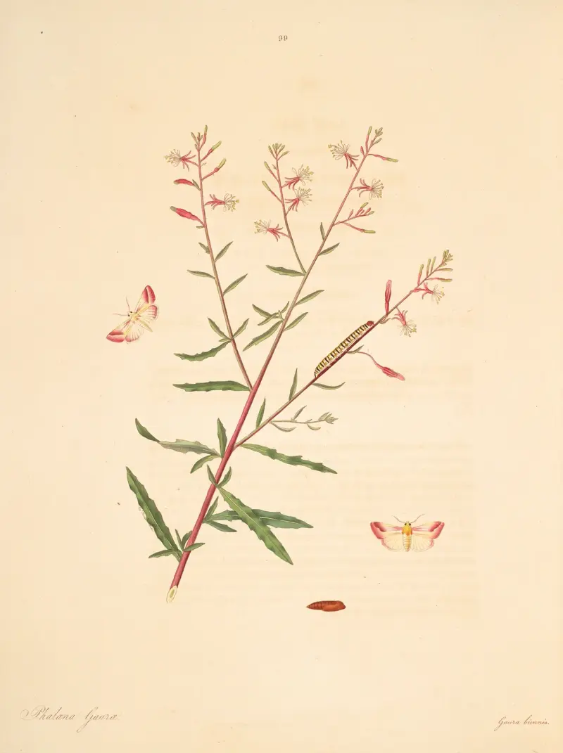The natural history of the rarer lepidopterous insects of Georgia Pl.099 av James Edward Smith