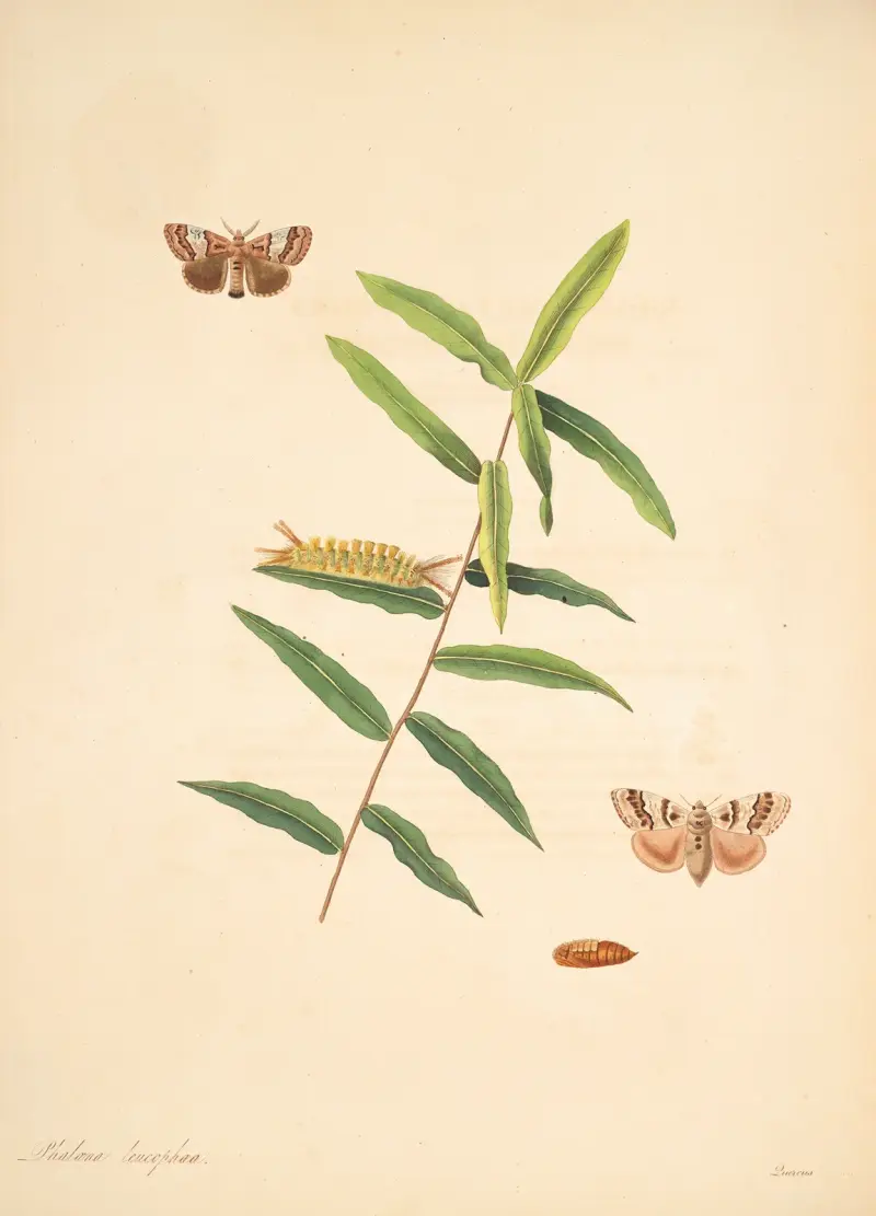 The natural history of the rarer lepidopterous insects of Georgia Pl.078 av James Edward Smith