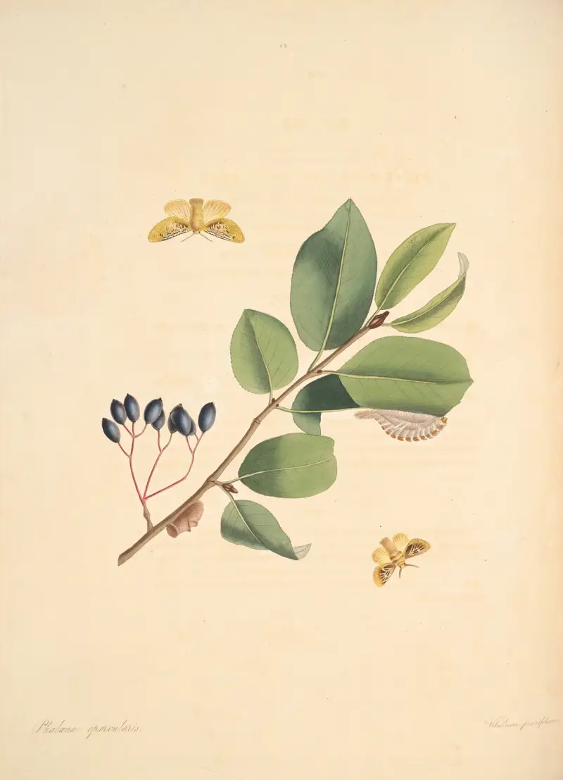 The natural history of the rarer lepidopterous insects of Georgia Pl.053 av James Edward Smith