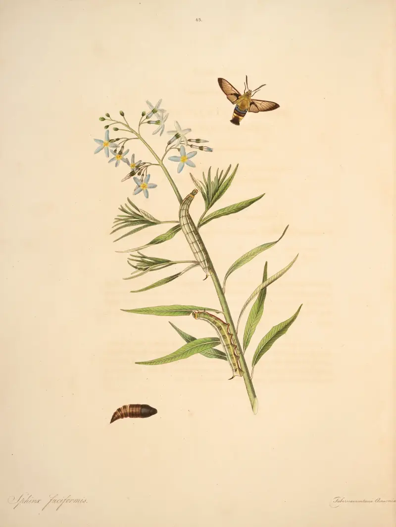 The natural history of the rarer lepidopterous insects of Georgia Pl.043 av James Edward Smith