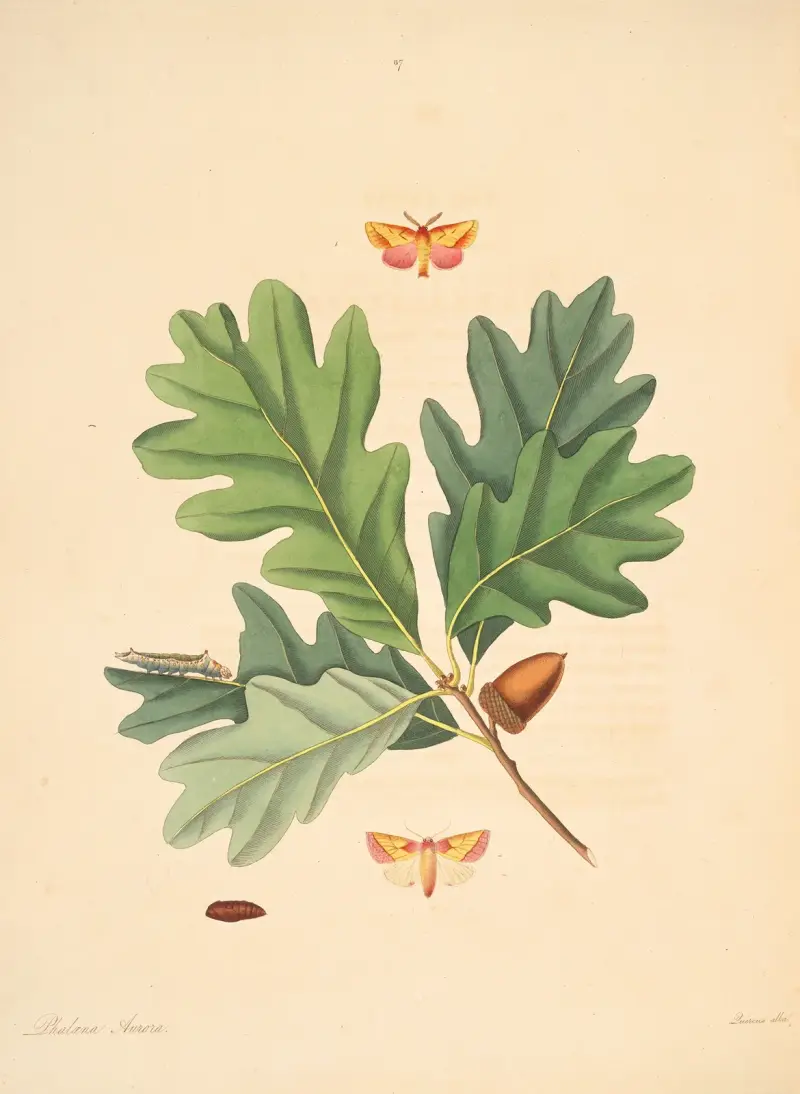 The natural history of the rarer lepidopterous insects of Georgia Pl.087 av James Edward Smith