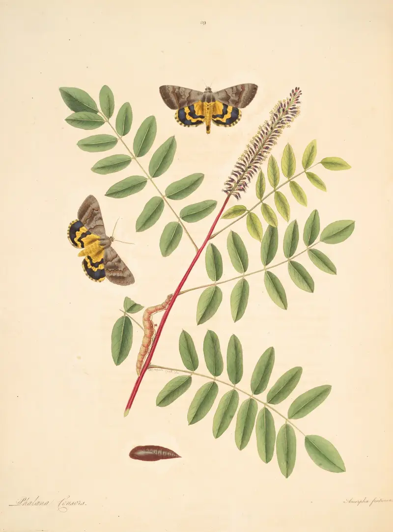The natural history of the rarer lepidopterous insects of Georgia Pl.089 av James Edward Smith