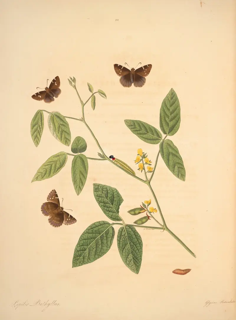 The natural history of the rarer lepidopterous insects of Georgia Pl.022 av James Edward Smith
