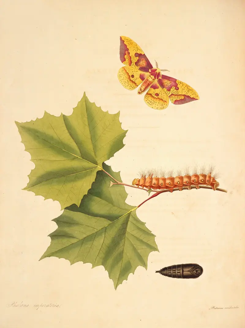 The natural history of the rarer lepidopterous insects of Georgia Pl.055 av James Edward Smith