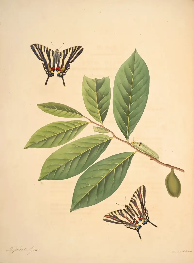 The natural history of the rarer lepidopterous insects of Georgia Pl.004 av James Edward Smith