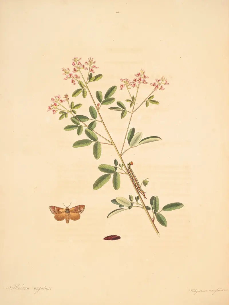 Die Naturgeschichte der selteneren Schmetterlingsinsekten von Georgia Pl. 084 von James Edward Smith