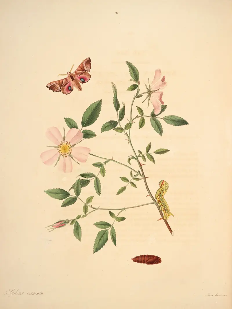 Die Naturgeschichte der selteneren Schmetterlingsinsekten von Georgia Taf. 025 von James Edward Smith