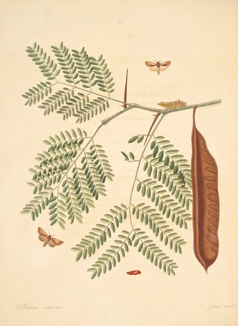 The natural history of the rarer lepidopterous insects of Georgia Pl.085 av James Edward Smith