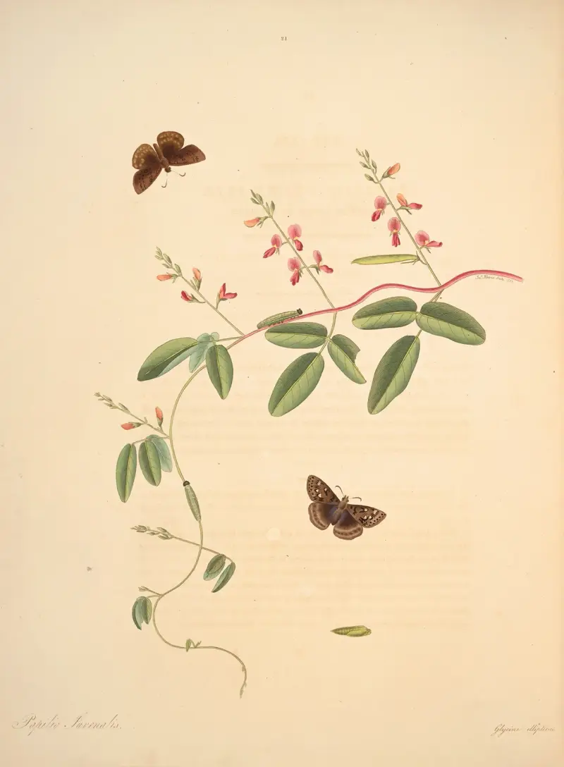 The natural history of the rarer lepidopterous insects of Georgia Pl.021, James Edward Smith