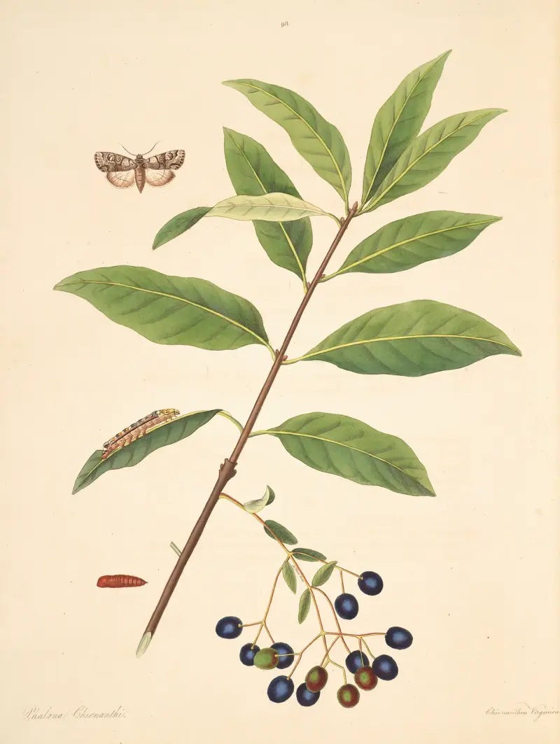 The natural history of the rarer lepidopterous insects of Georgia Pl.098 av James Edward Smith