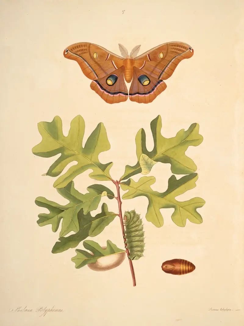 Historia naturalna rzadszych motyli Georgii, pl. 047, James Edward Smith