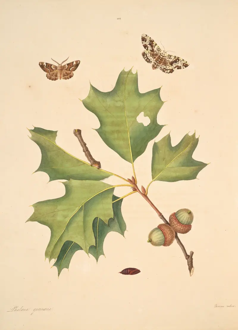 Naturgeschichte der selteneren Schmetterlingsinsekten von Georgia, Tafel 103 von James Edward Smith