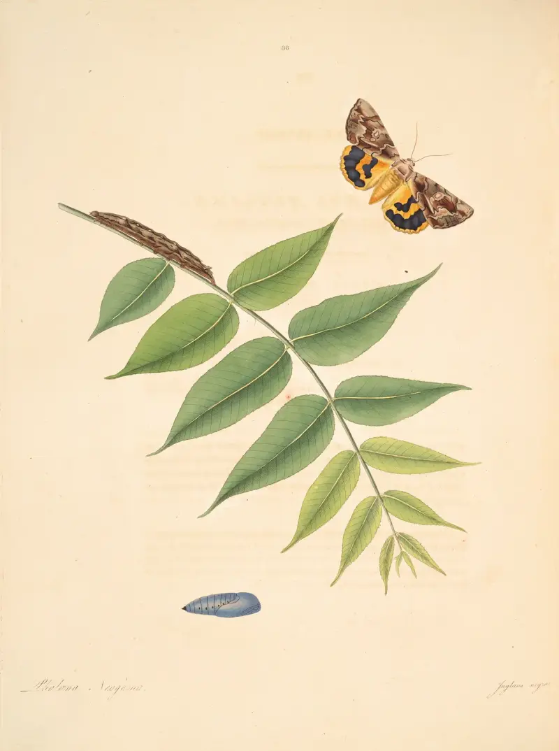 The natural history of the rarer lepidopterous insects of Georgia Pl.088 av James Edward Smith