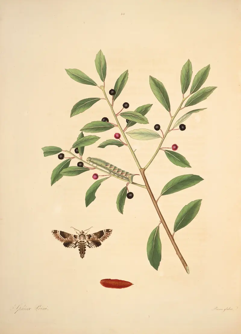 The natural history of the rarer lepidopterous insects of Georgia Pl.035 av James Edward Smith