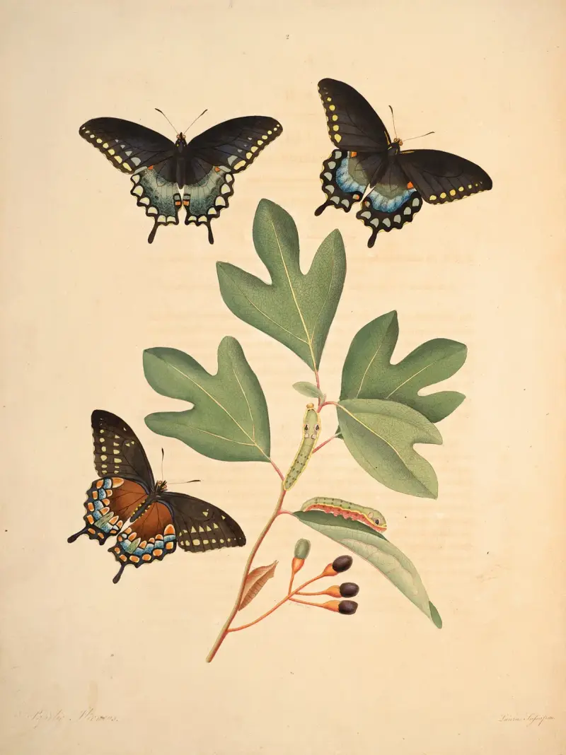 The natural history of the rarer lepidopterous insects of Georgia Pl.002 av James Edward Smith
