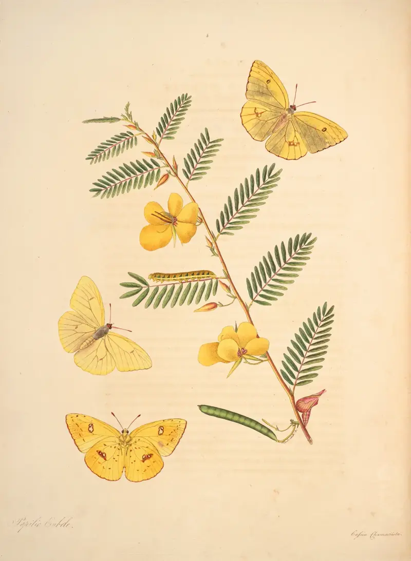 Die Naturgeschichte der selteneren Schmetterlingsinsekten von Georgia Taf. 005 von James Edward Smith