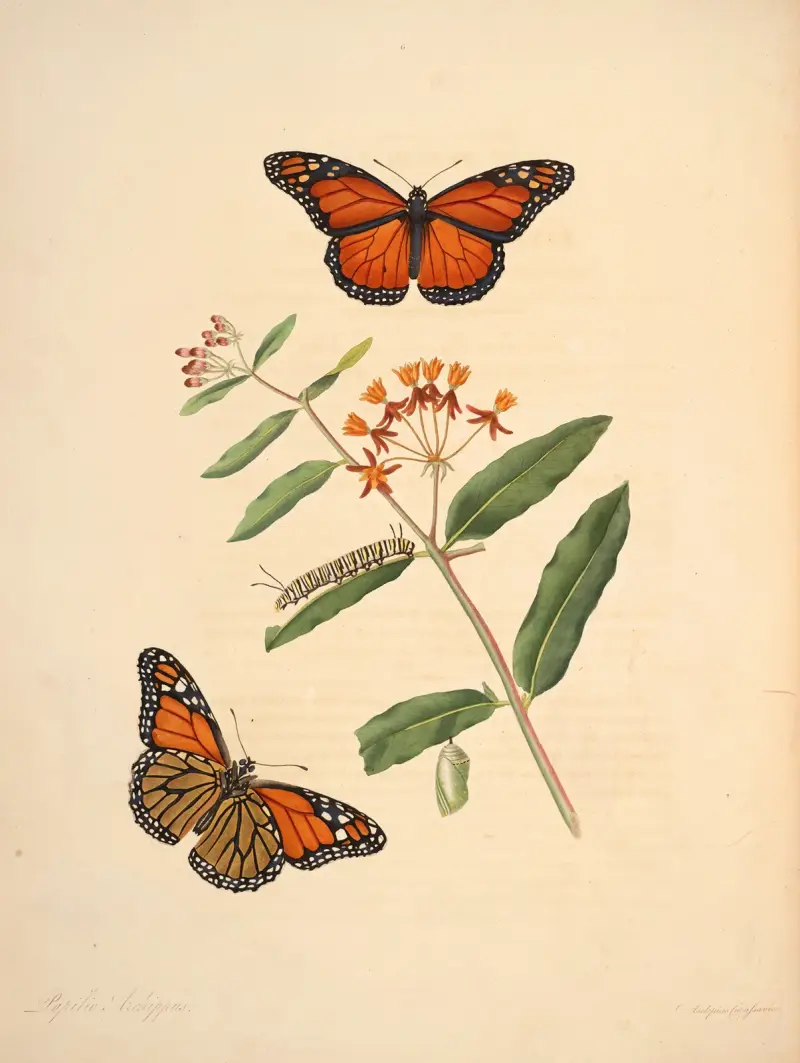 Die Naturgeschichte der selteneren Schmetterlingsinsekten Georgiens Taf. 006 von James Edward Smith