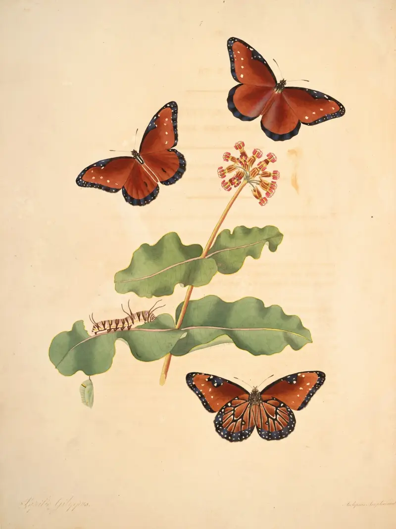 Die Naturgeschichte der selteneren Schmetterlingsinsekten von Georgia – Taf. 7 von James Edward Smith